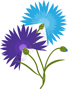 在白色背景隔绝的蓝色花矢车菊 它制作图案的卡通矢量矢车菊花瓣旅游标签花束插图植物学国家叶子植物群野花图片