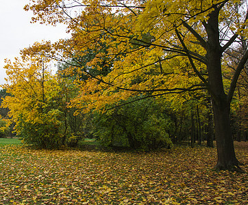 秋树公园有叶子照片 美丽的图片 背面季节活力植物场景风景环境森林棕色黄色树木图片