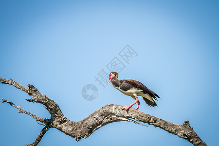 在树枝上坐着一头纯翼鹅大道动物群鸭子荒野旅行植物群水鸟动物鸟类鞭策图片