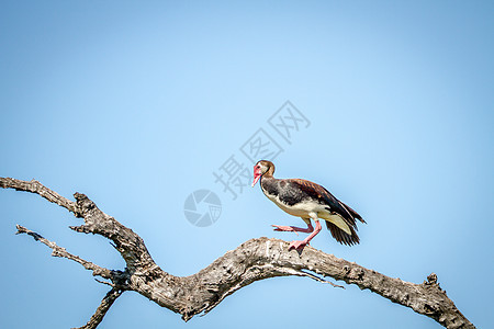 在树枝上坐着一头纯翼鹅账单旅行羽毛鸟类鸭子鞭策翅膀水鸟荒野动物图片