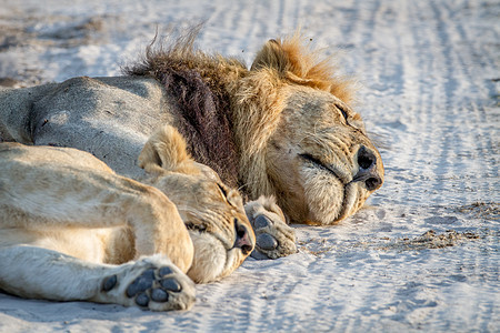 狮子们紧紧地躺在沙子里图片