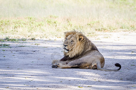大雄狮在路上躺着狮子丛林大草原猫科豹属野生动物动物园动物国王濒危图片
