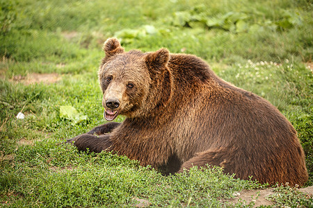 棕熊休息树木动物危险食肉野生动物荒野捕食者针叶林森林日落图片