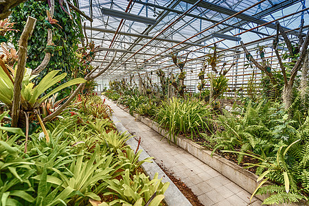 植物园制玻璃房大楼温室园艺建筑生长绿色房子农业植物群棕榈环境图片