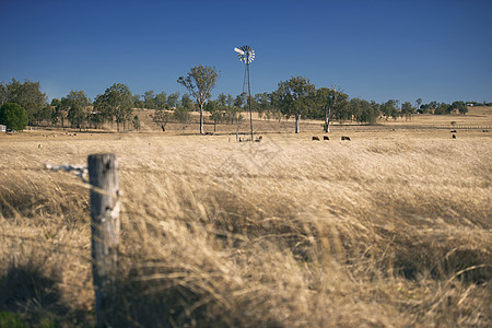 白天在农村的风车和奶牛乡村哺乳动物牧场牛肉农业农田场地农场草地动物图片