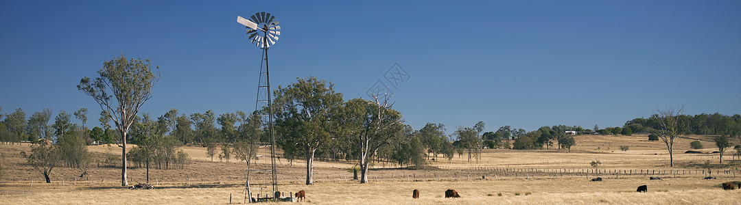 白天在农村的风车和奶牛场地农场乡村哺乳动物农业草地农田牛肉动物牧场图片