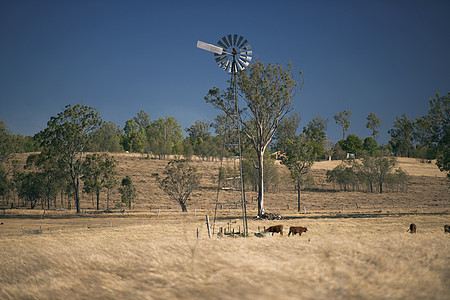 白天在农村的风车和奶牛草地动物农田场地哺乳动物乡村牛肉农场牧场农业图片