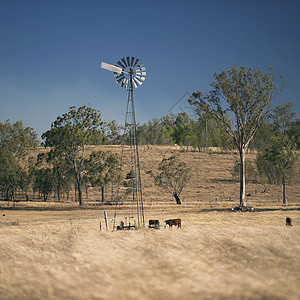白天在农村的风车和奶牛牛肉农业哺乳动物牧场农场动物农田乡村草地场地图片
