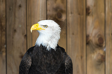 秃鹰哈利特斯莱科斯法鲁斯的肖像野生动物自由白头鹰白尾生物海藻眼睛天空蓝色猎物图片