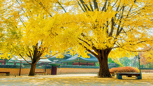 韩国庆博京贡宫秋天森林橙子公园花园热带山毛榉树干叶子阳光风景图片