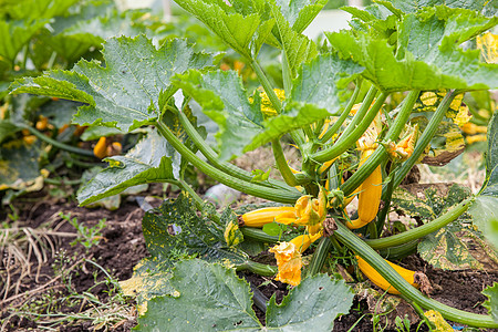 种植场黄青树土壤树叶维生素国家灌溉营养地面栽培食物软管图片