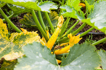 种植场黄青树土壤西葫芦营养壁球蔬菜维生素农业树叶食物叶子图片
