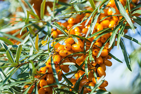 海角的橘子莓收成花园叶子鼠李绿色植物橙子浆果水果食物图片