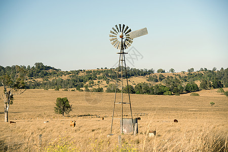 牛和风车在农村奶牛牧场乡村绿色活力供电场地草地天空农业背景图片