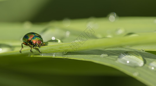 有露水滴的草叶上的珠宝虫漏洞刀刃鞘翅目季节绿色宏观宝石昆虫图片