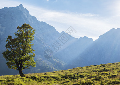的树爬坡场景施舍英语森林高谷绿色草地阳光山脉图片