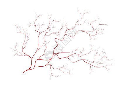 眼睛静脉人类红色血管血液系统 在白色背景上孤立的矢量图动脉插图医疗解剖学墙纸药品图片
