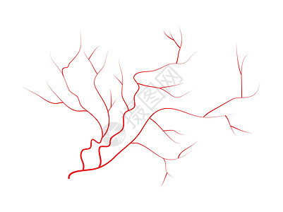 眼睛静脉人类红色血管血液系统 在白色背景上孤立的矢量图插图墙纸动脉解剖学医疗药品图片