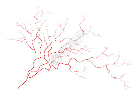 眼睛静脉人类红色血管血液系统 在白色背景上孤立的矢量图插图墙纸医疗解剖学药品动脉背景图片
