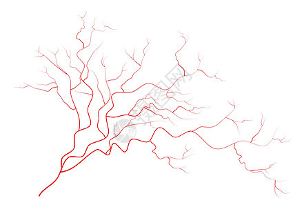 眼睛静脉人类红色血管血液系统 在白色背景上孤立的矢量图插图墙纸医疗解剖学药品动脉背景图片