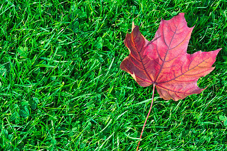 绿草上的秋叶国家季节性活力场地树叶绿色院子季节地面橙子图片