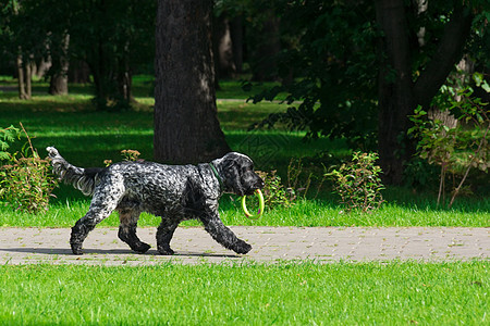 公园里的狗狗英语犬类宠物跳跃天空小狗国王骑士朋友运动图片