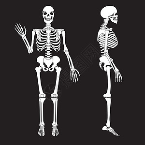 人体骨骼骨架轮廓矢量 人体解剖学胸部股骨身体胸骨脊柱生物学肩胛骨死亡手腕男性图片