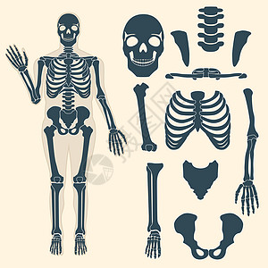 具有不同部位的人体骨骼 人体手腕和胸部手指和颅骨下颌和骨盆的解剖学 骨骼教学或解剖身体图片