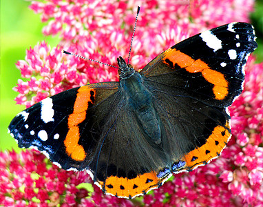 红蝴蝶上将生活野生动物橙子天线蓝调翅膀斑点环境压痛紫色图片