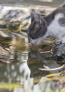 可爱的猫喝水图片