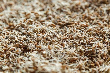 小麦的发芽种子麦芽啤酒厂质地背景宏观酿造谷物主食啤酒糊状物图片