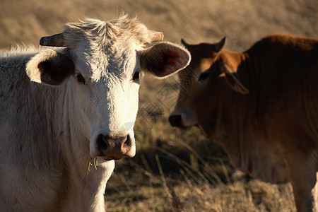 白天在农村可爱的奶牛白色牧场动物牛肉绿色农田奶制品场地乡村农业图片
