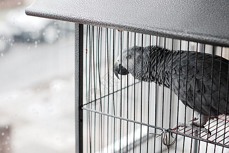 非洲灰鹦鹉动物朋友窗户银笼宠物鹦鹉图片