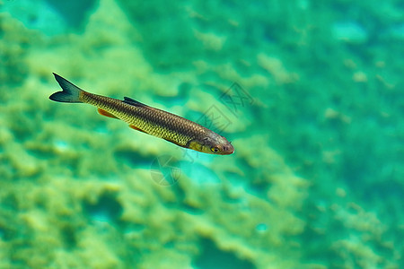 欧洲大丘 斯夸利乌斯切普勒斯家族鲢鱼白鲑透明度动物翡翠鲤鱼池塘淡水图片