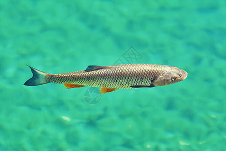 欧洲大丘 斯夸利乌斯切普勒斯白鲑鲤鱼鲢鱼动物群透明度池塘家族淡水翡翠图片