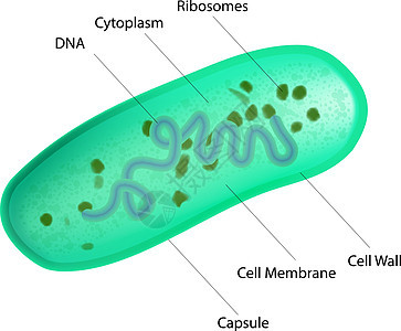 乳酸菌细菌结构图片