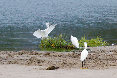 8月在马里布海滩水边的白雪埃格雷特鸟类野生动物脖子航班海洋沼泽海滩支撑苍鹭钓鱼图片
