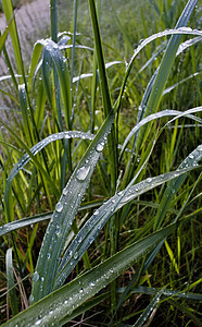 晨露的露露 在草地上日出射线生长场地雨滴水滴太阳环境阳光宏观图片