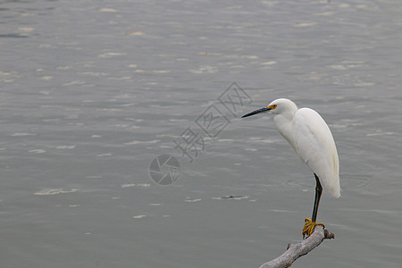 8月在马里布海滩水面上的白雪埃格雷特河海洋飞行鸟类羽毛海鸟荒野沼泽翅膀动物支撑图片