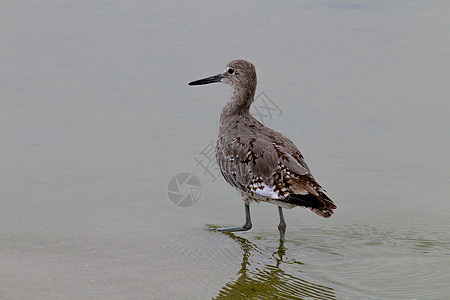 8月在马里布海滩水上的柳叶沼泽钓鱼红树海洋动物脖子海鸟航班荒野鸟类图片