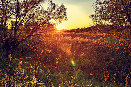 清晨阳光的秋光照在草原上的草地上橡木金子风景太阳蓝色天空森林天气地平线场景图片