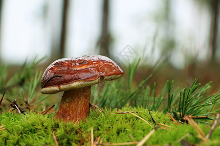 蘑菇布利特斯·巴迪乌斯生长在苔中图片