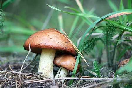 两间蘑菇苏利勒斯木制图片