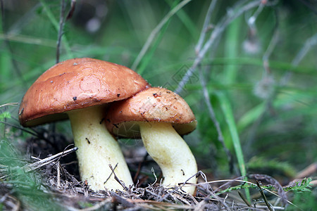 木制两个蘑菇苏利勒斯图片
