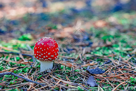 红色有毒阿玛尼塔蘑菇季节毒蝇树木地面照片荒野菌类植物苔藓树叶图片