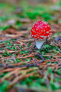 红色有毒阿玛尼塔蘑菇生物学公园季节植物树木地面照片宏观荒野苔藓图片