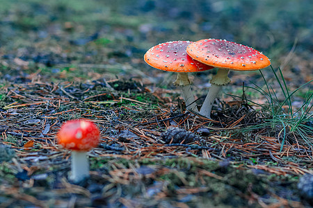 红色有毒Amanita蘑菇树叶木头菌类地面树木森林植物生长照片生物学图片