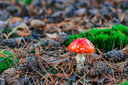 红色有毒阿玛尼塔蘑菇森林植物毒蝇生物学宏观苔藓季节菌类生长荒野图片