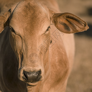 奶牛在外面的墙上场地草地动物牧场农场农田哺乳动物农村乡村牛肉图片