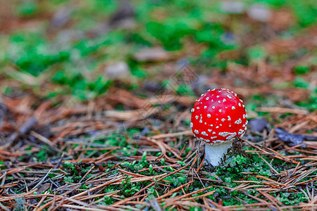 红色有毒阿玛尼塔蘑菇树叶苔藓树木毒蝇地面公园生长植物荒野照片图片